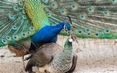 How do Peacocks Mate? - LearnPoultry