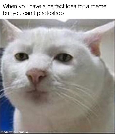 Nice cat : r/memes