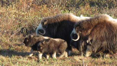 Seward Alaska Wildlife Tours | Alaskan NW Adventures