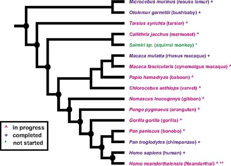 Phylogenomic evidence of adaptive evolution in the ancestry of humans | PNAS