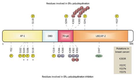 Polyubiquitination inhibition of estrogen receptor alpha and its implications in breast cancer