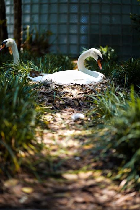 Photo of a Nesting Swan · Free Stock Photo