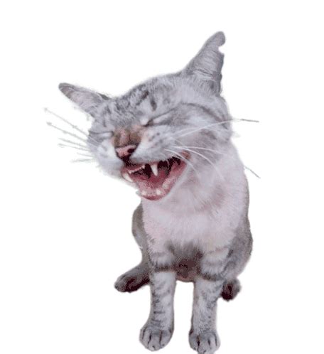 Cat Laughing Sticker - Cat Laughing Cat Laugh - Discover & Share GIFs | Cats, Laughing cat ...