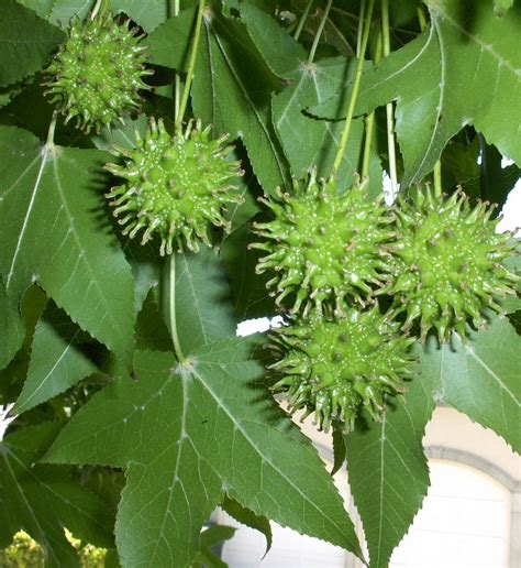 My California Garden in Zone 23: Sweet Gum Tree Seedball