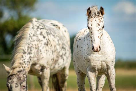 The 10 Most Unique Spotted Horse Breeds - horses-arizona.com