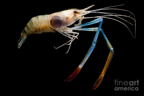 Giant Freshwater Prawn Photograph by Danté Fenolio - Fine Art America