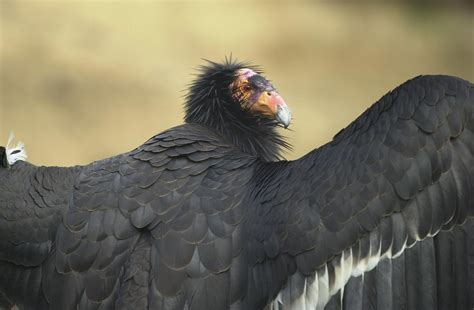 Watch a California condor nest up close - Farm and Dairy