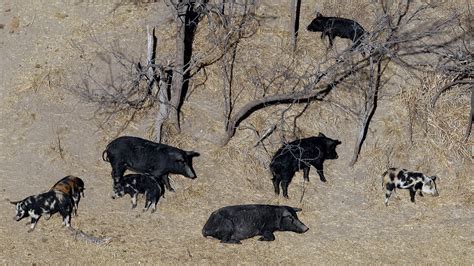 Wild boars crossbred with domestic swine dubbed 'super pigs' threatening to invade the US from ...