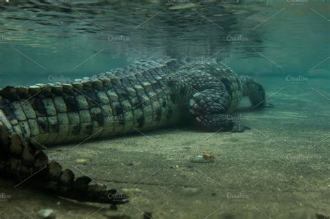 crocodile underwater view | High-Quality Animal Stock Photos ~ Creative Market