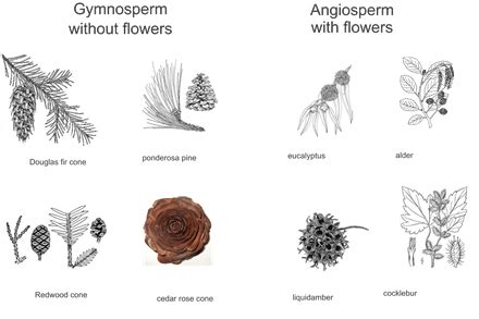 😂 Angiosperm or gymnosperm. Angiosperms and Gymnosperms. 2019-01-28