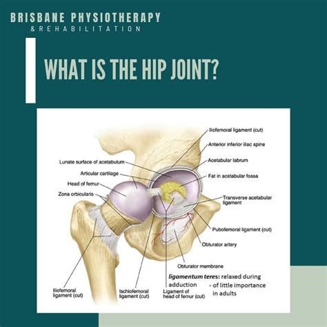 What is the Hip Joint? - Brisbane Physiotherapy