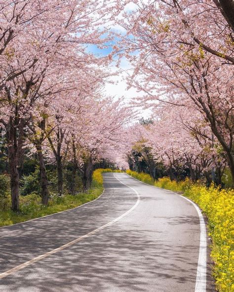 Spring cherry blossom road in Jeju Island, South Korea in 2021 | Jeju, Jeju island, South korea