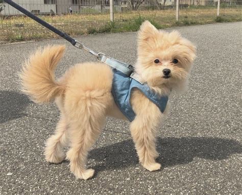 31 Pomeranian Mixes – Irresistibly Cute Bundles Of Joy!