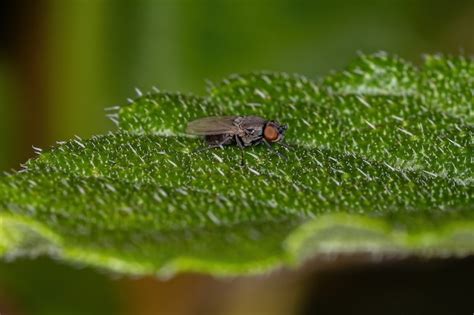 Premium Photo | Adult brachyceran fly of the suborder brachycera