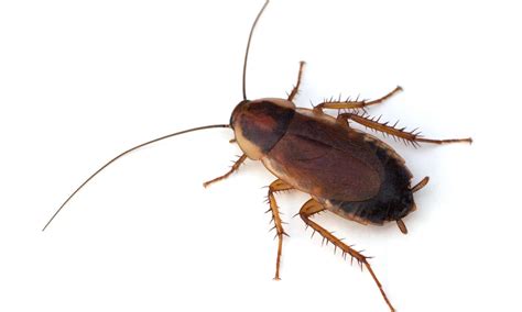 When Is Cockroach Season in Pennsylvania? - AZ Animals