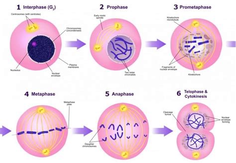 Mitosis Cell Division ~ ABP TODAY'S SCIENCE