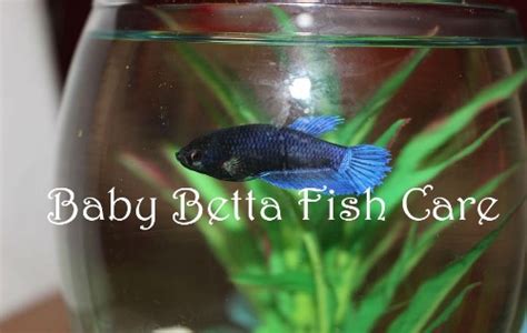 Baby Betta Fish: Comprehensive Guide To Proper Care - JapaneseFightingFish.org