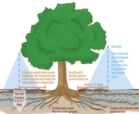 Fruit Tree Watering Chart