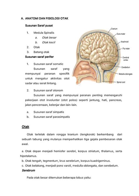 Anatomi dan Fisiologi Otak - A. ANATOMI DAN FISIOLOGI OTAK Susunan ...