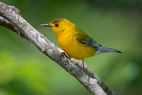 Prothonotary Warbler - Owen Deutsch Photography