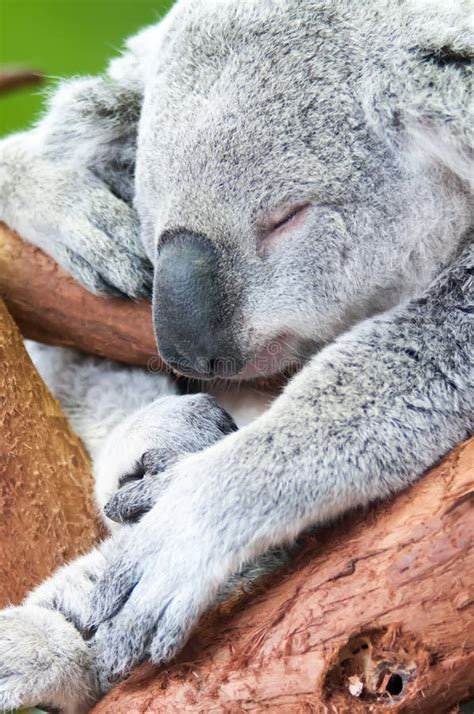 Adorable Koala Bear Taking a Nap Sleeping Stock Photo - Image of ...