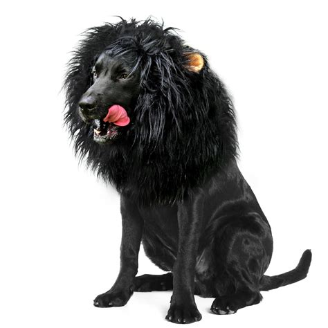 Black Mane Lion