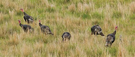 Watchable Wildlife: Where, when & how to spot Nebraska’s wild things ...