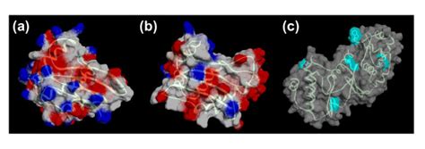 Surface adaptation in hyperthermophiles. Numerous surface acidic... | Download Scientific Diagram