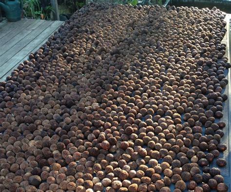 Black Walnut Harvesting & Processing : 11 Steps (with Pictures) - Instructables