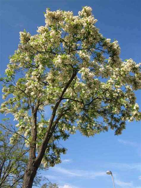 Black Locust - Spencer Creek Nursery