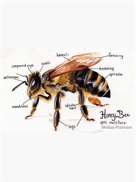 "Honey Bee Anatomy Chart" Poster by imapieceoftoast | Redbubble