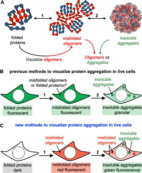 How To Prevent Protein Aggregation - Documentride5