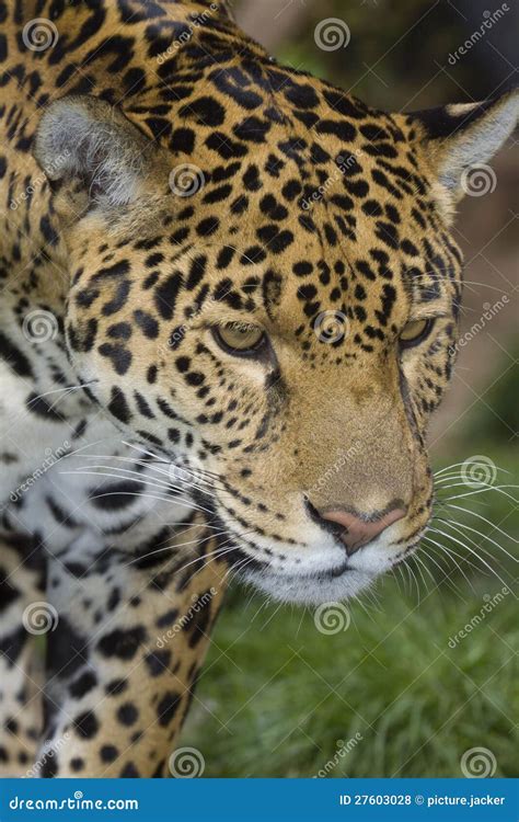 Hunting Jaguar Royalty Free Stock Photos - Image: 27603028