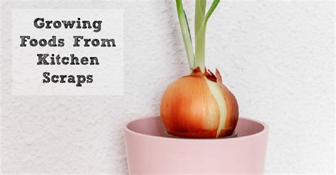 Growing Foods From Kitchen Scraps | Moms Need To Know