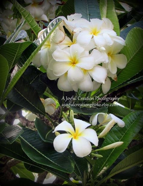 Plumeria Flowers White Flower Oahu Hawaii Turtle Bay Photograph White Plumeria Flower Photo ...