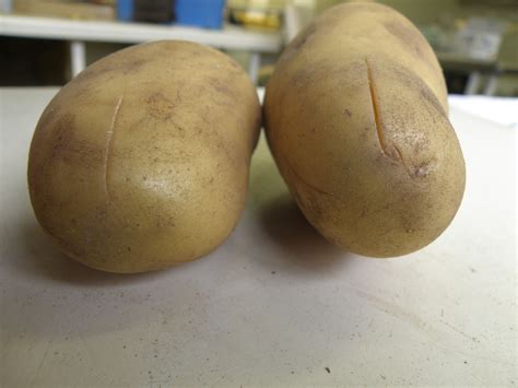 Soft rot diseases of potatoes | Agriculture and Food