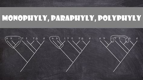 Monophyly Paraphyly Polyphyly | Classification - YouTube