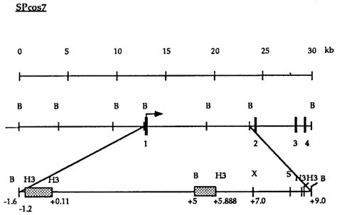 Map of the 5′-flanking region and the first intron of the SPARC gene in... | Download Scientific ...