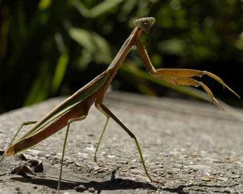 Tenodera sinensis | Macau Biodiversity