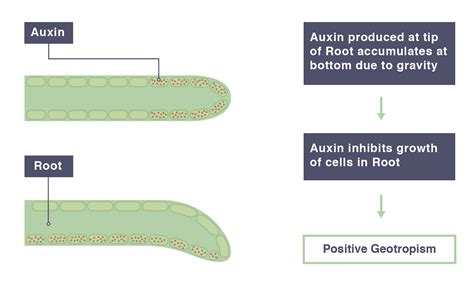 IGCSE Biology 2017: 2.84: Describe the Geotropic and Phototropic Responses of Roots and Stems