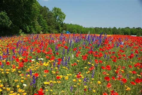 72 best NORTH CAROLINA WILDFLOWERS images on Pinterest | Native plants, North carolina and Shrub