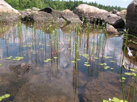 Emergent Water Plants