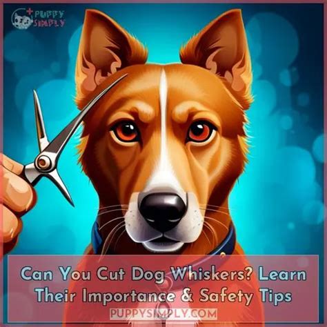 Can You Cut Dog Whiskers? Learn Their Importance & Safety Tips