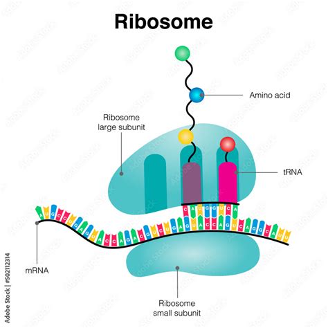 Ribosome mRNA translation diagram Stock Vector | Adobe Stock