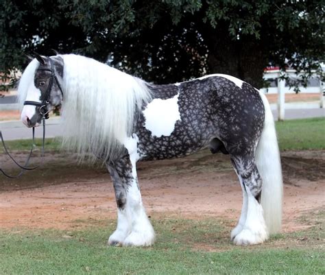 IMAGE (͡°͜ʖ͡°) 10 chevaux les plus rares du monde | Races de chevaux ...