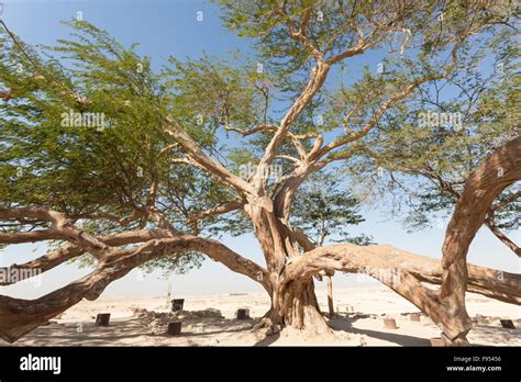 Tree of Life, Bahrain Stock Photo - Alamy