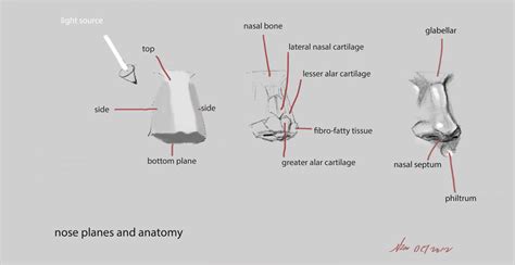 nose anatomy and planes by nosoart on DeviantArt