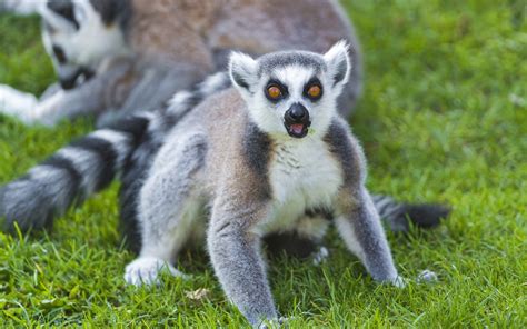 Wildlife photography of ring-tailed lemur HD wallpaper | Wallpaper Flare