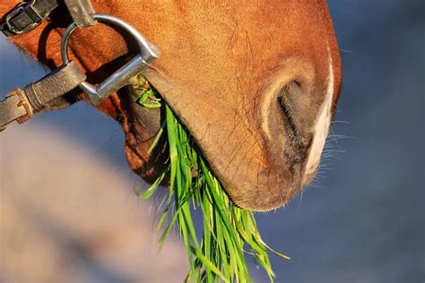 Equine Metabolic Syndrome Symptoms - What Now? | Horse Soup