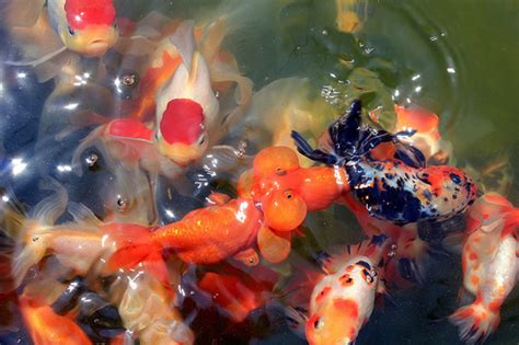 Breeding Goldfish Successfully | A Step-by-Step Guide